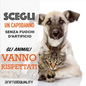 Come affrontare il Natale con il gatto | AmicoMaineCoon.it