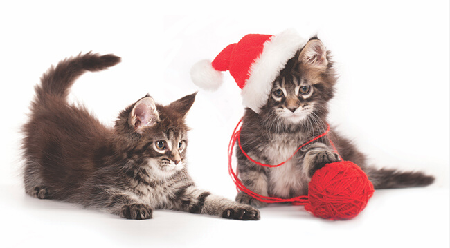 Come affrontare in sicurezza con il gatto