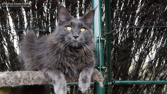 baffi vibrisse gatto Maine Coon