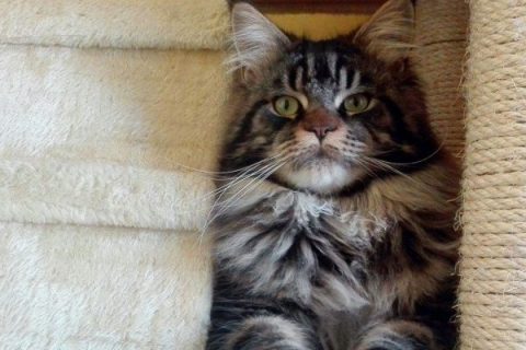 Tiragraffi per gatti