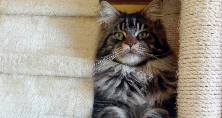 Tiragraffi per gatti