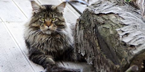 Quanto Deve Mangiare Un Gatto Maine Coon Amicomainecoonit