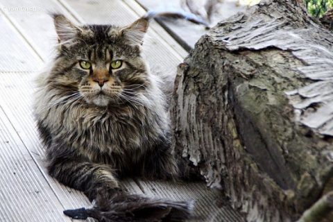 Baffi del gatto vibrisse Maine Coon