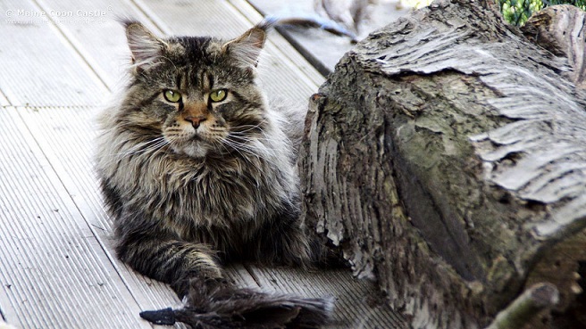 Baffi del gatto vibrisse Maine Coon