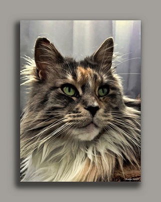 vibrisse-gatto-maine-coon