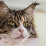Vibrisse gatto maine coon