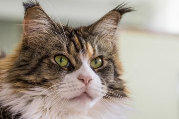 Vibrisse gatto maine coon