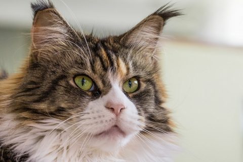 Vibrisse gatto maine coon
