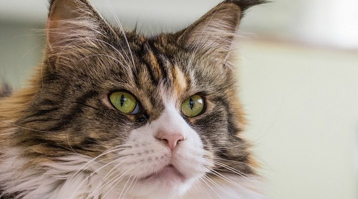 Vibrisse gatto maine coon