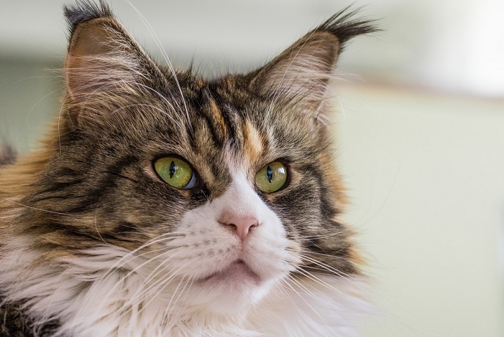 Vibrisse gatto maine coon