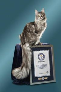 Gato gigante coda lunga - Cygnus