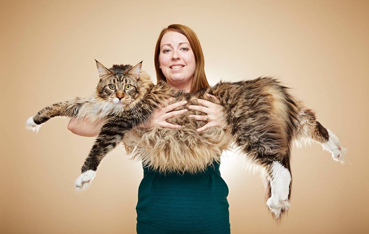 Gatto gigante i Maine Coon più grandi al mondo