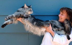 Gatto gigante più lungo al mondo - Stewie