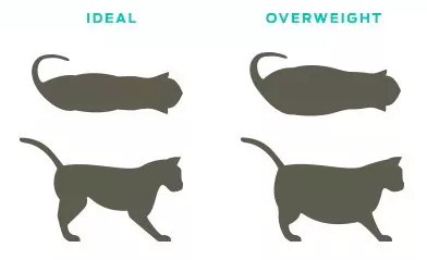 corporatura del gatto