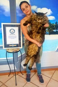 gatto gigante razza maine coon Barivel