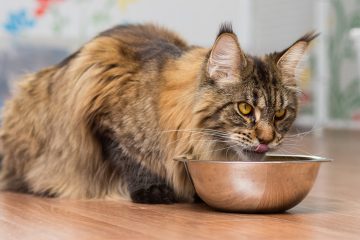 gatto-grasso