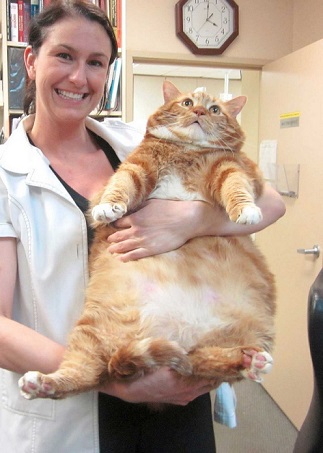 gatto obeso