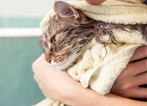 Come lavare un gatto e asciugarlo 