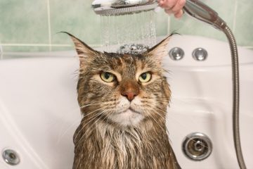 come-lavare-un-gatto