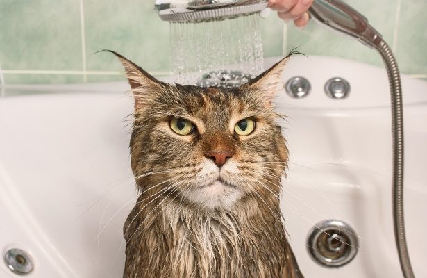La guida su come addomesticare un gatto randagio - PURINA ...