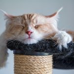 Quanto dorme un gatto