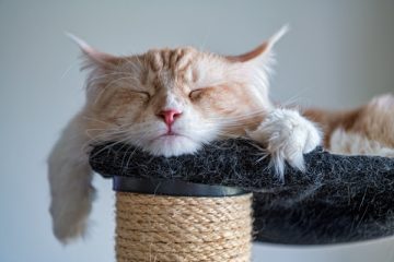 Quanto dorme un gatto