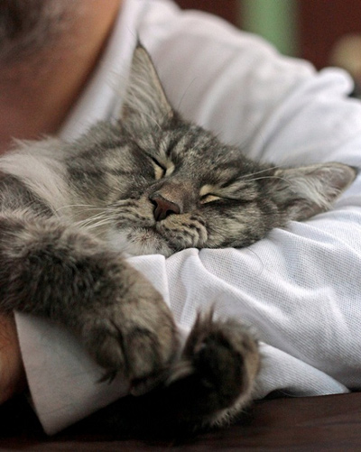 gatto che dorme