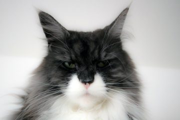 Gatto dal veterinario
