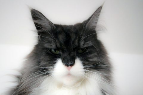 Gatto dal veterinario