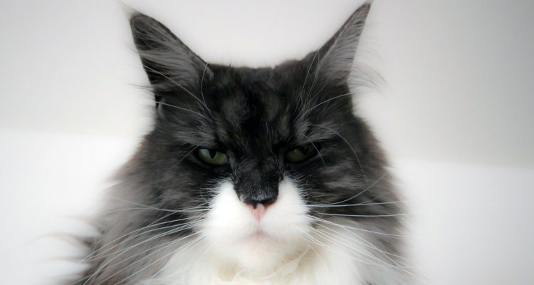 Gatto dal veterinario