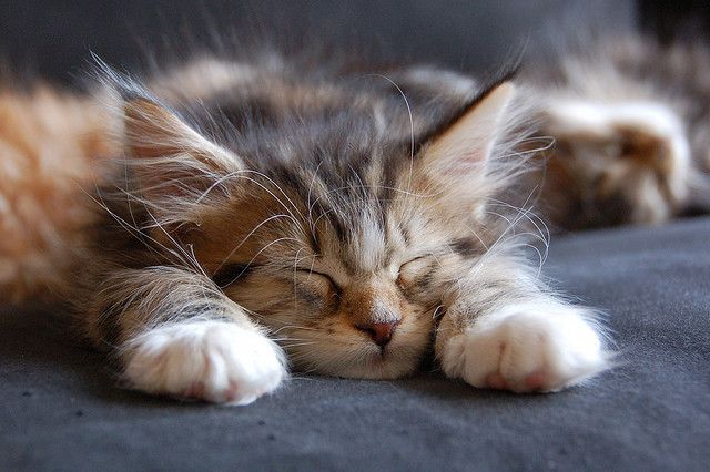 quanto dormono i gatti