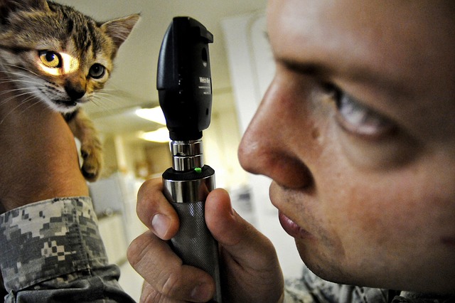 visita veterinaria gatto