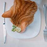Gatto alle prese con il cibo