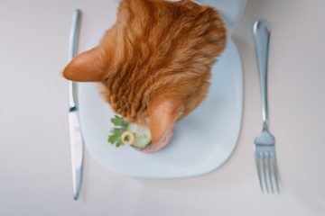 Gatto alle prese con il cibo