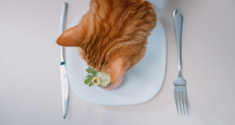 Gatto alle prese con il cibo
