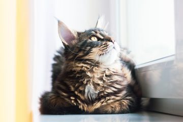 Vermifugo-per-gatti-