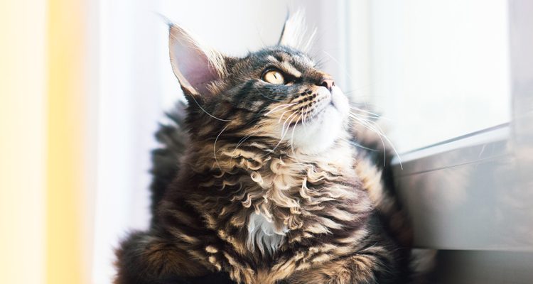Vermifugo-per-gatti-