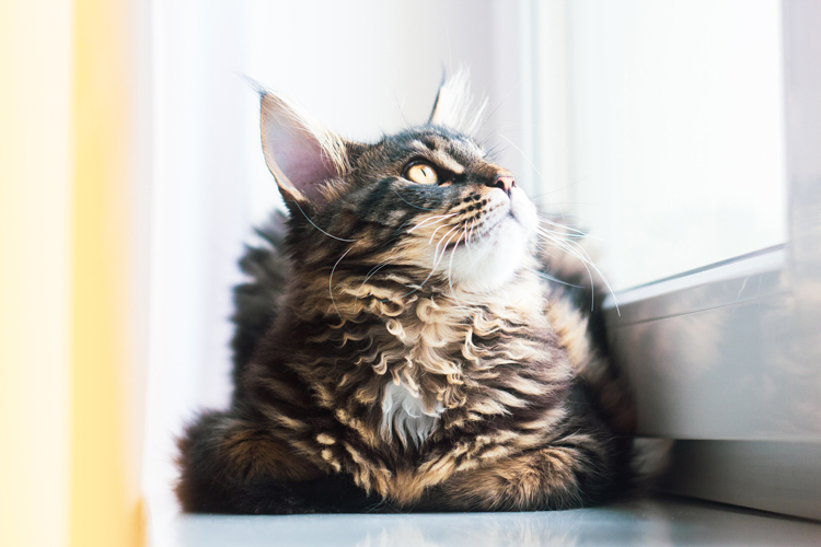 Vermifugo-per-gatti-