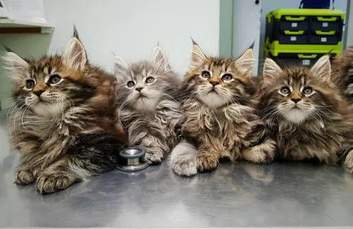 sverminare-gattini-mainecoon