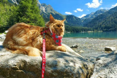 portare il gatto in vacanza