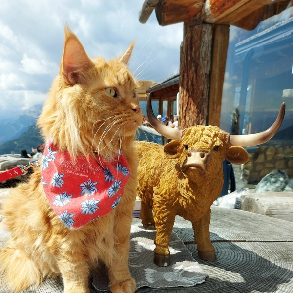 vacanza con un Maine Coon