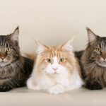 antiparassitari per gatti