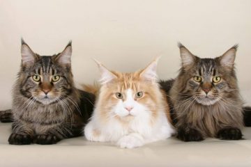 antiparassitari per gatti