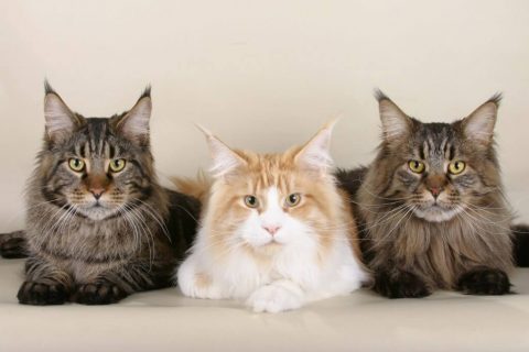 antiparassitari per gatti