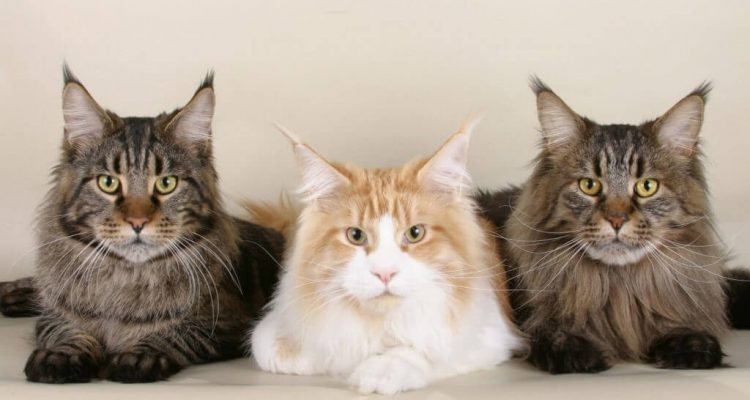 antiparassitari per gatti