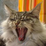 aggressività improvvisa maine coon