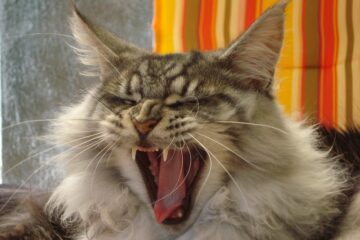 aggressività improvvisa maine coon