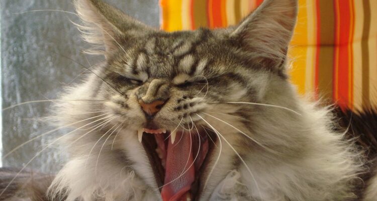 aggressività improvvisa maine coon