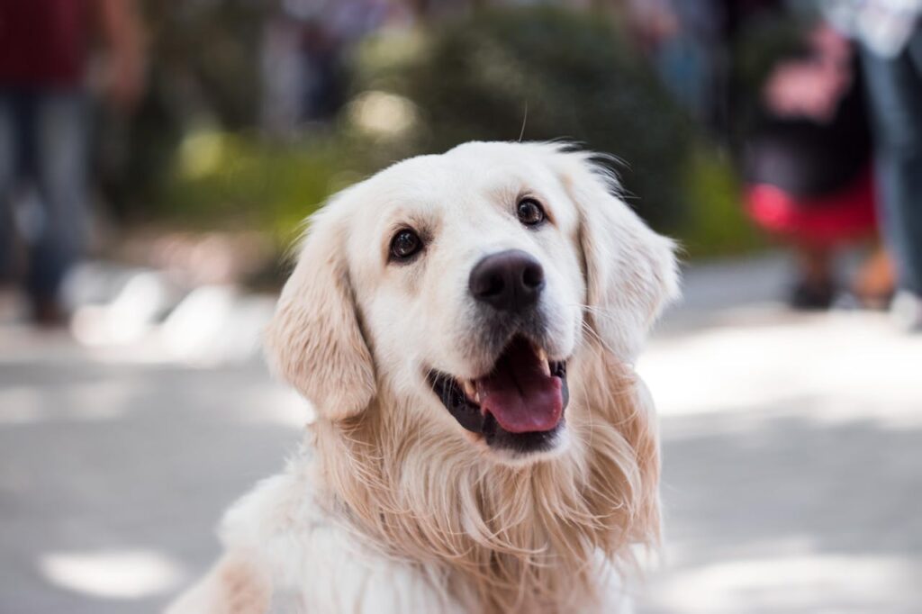 Golden Retriever e gatti
