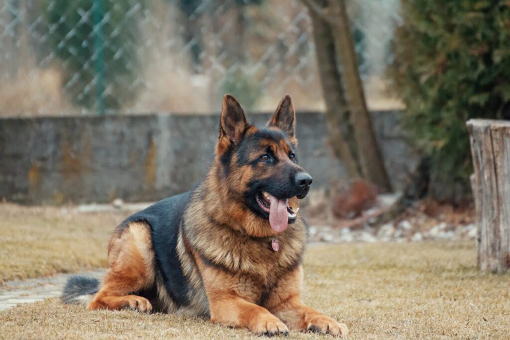 Razza canina pastore tedesco va d'accordo con i gatti
